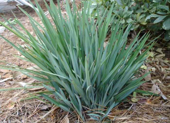 Dianella revoluta 'Baby Bliss'