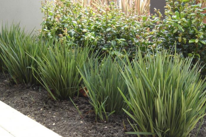 Plant photo of: Dianella revoluta 'Baby Bliss'