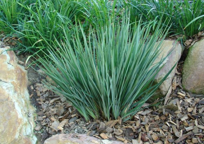 Plant photo of: Dianella revoluta 'Baby Bliss'