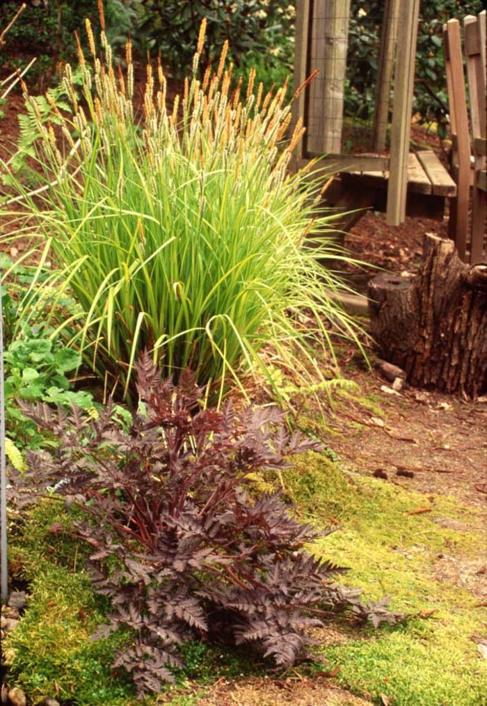 Carex elata 'Bowles Golden'