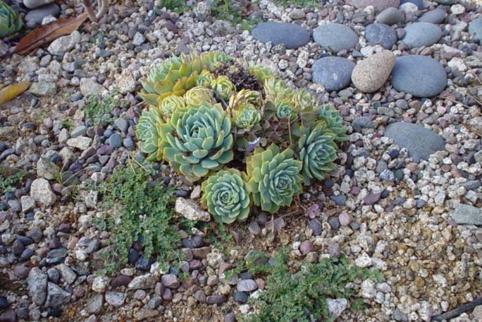 Echeveria 'Imbricata'
