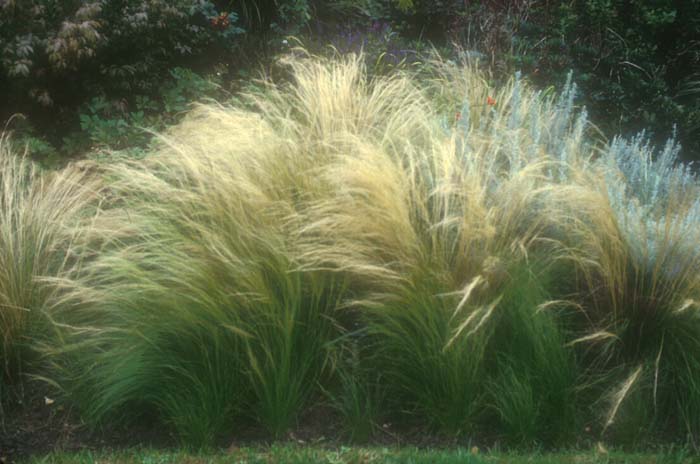 grass fibres/Scatter Grass maigrün 20 grams. Busch 7111 