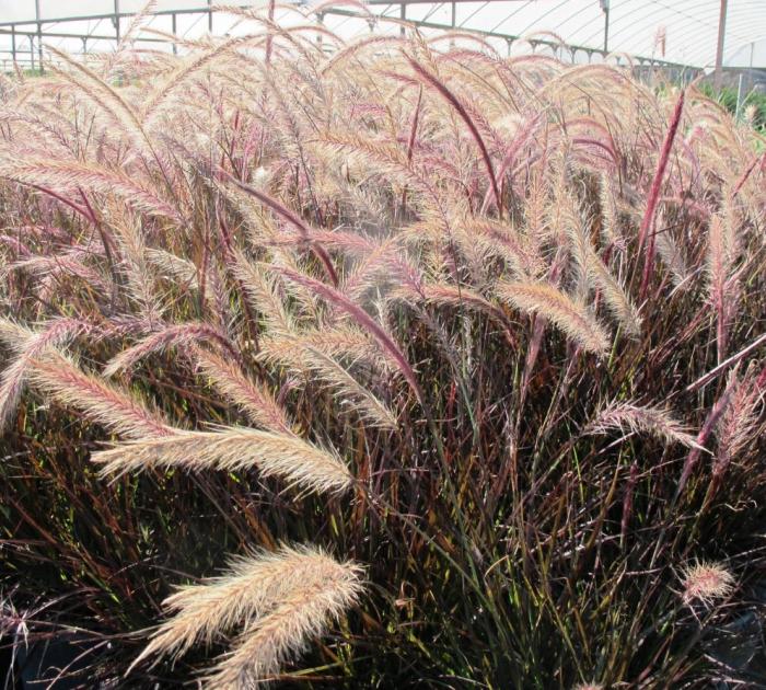 Pennisetum 'Eaton Canyon'