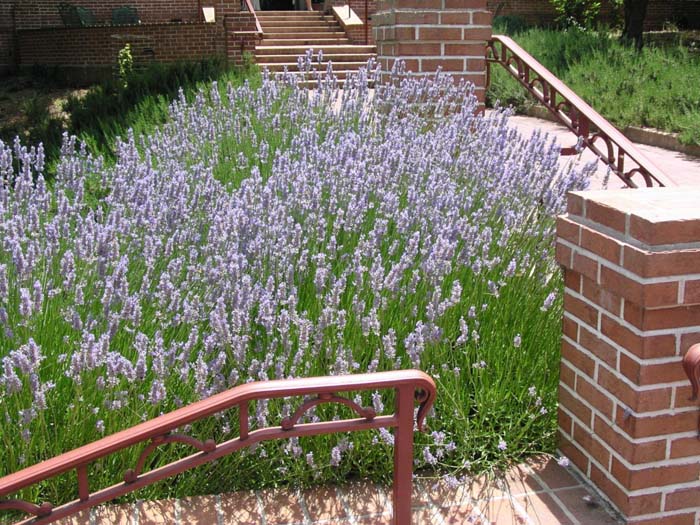 Plant photo of: Lavandula X intermedia 'Provence'