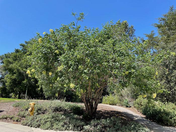 Sambucus mexicana