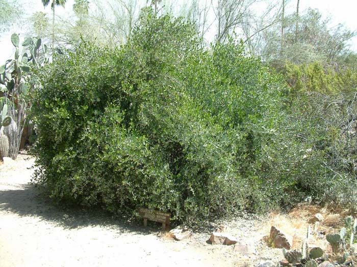 Plant photo of: Simmondsia chinensis