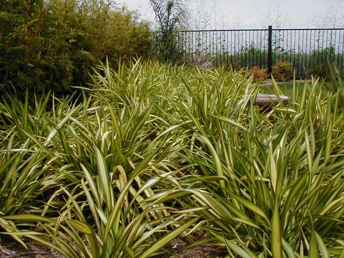 Plant photo of: Phormium 'Yellow Wave'