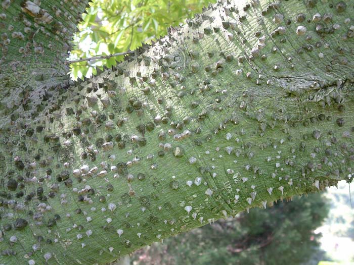 Plant photo of: Chorisia speciosa