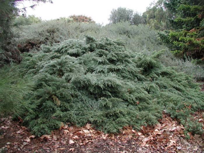 Plant photo of: Juniperus x media 'Pfitzerana'