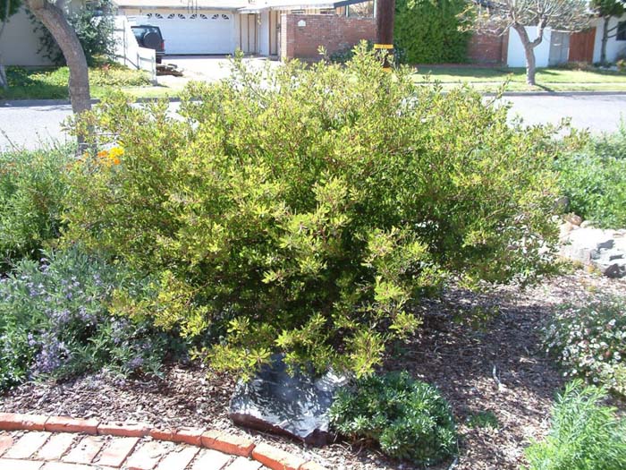 Arctostaphylos bakeri 'Louis Edmunds'