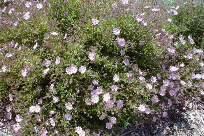 Cistus skanbergii