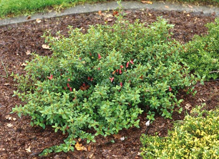 Plant photo of: Correa 'Carmine Bells'