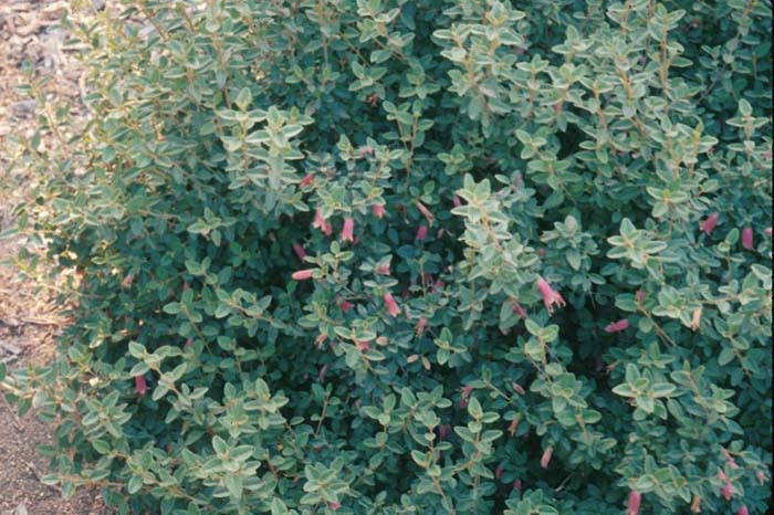Plant photo of: Correa 'Carmine Bells'
