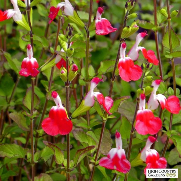 Plant photo of: Salvia 'Hot Lips'