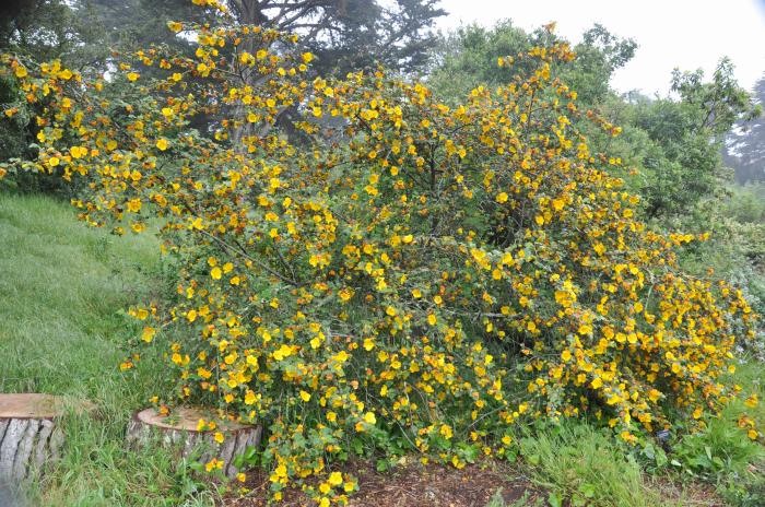 Fremontodendron 'California Glory'