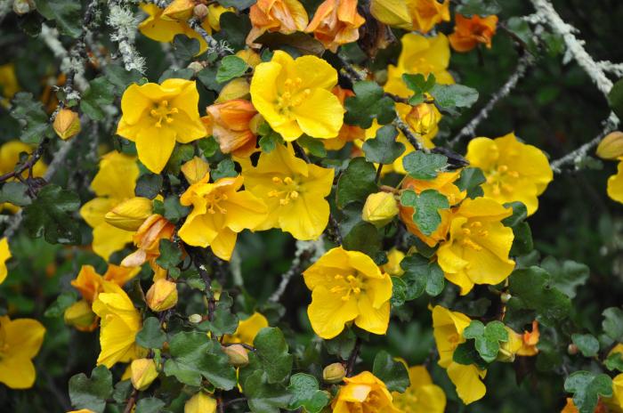 Plant photo of: Fremontodendron 'California Glory'