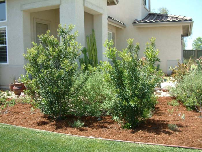 Myrica californica