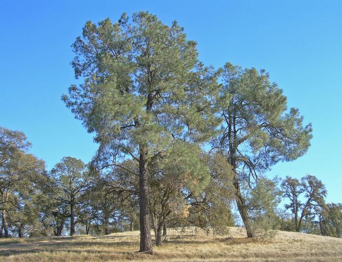 Pinus sabiniana