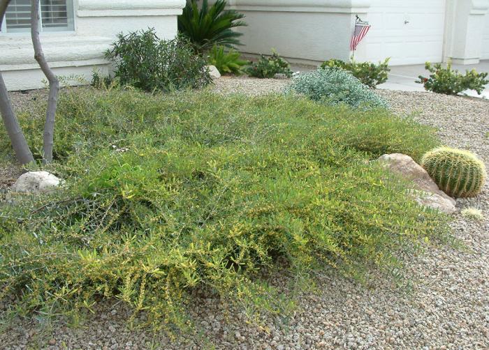 Acacia redolens 'Low Boy'