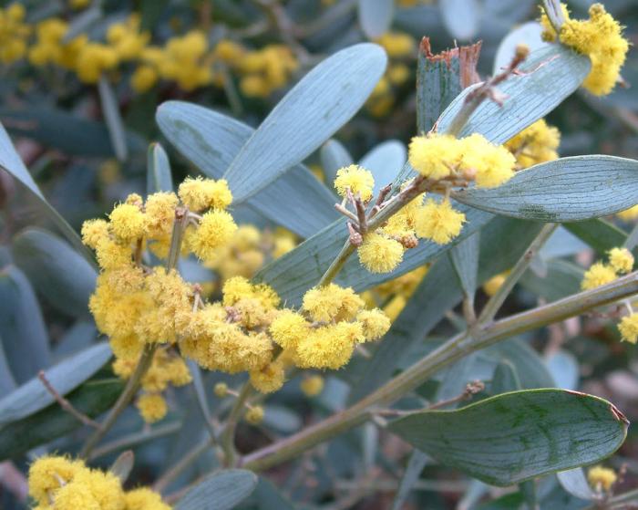 Plant photo of: Acacia redolens 'Low Boy'