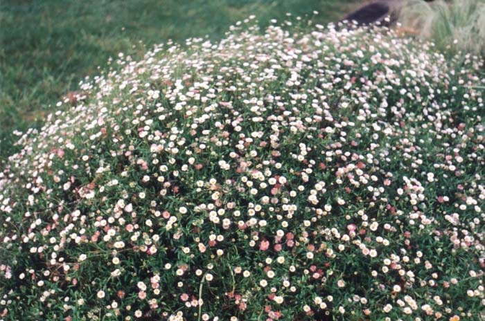 Plant photo of: Erigeron karvinskianus