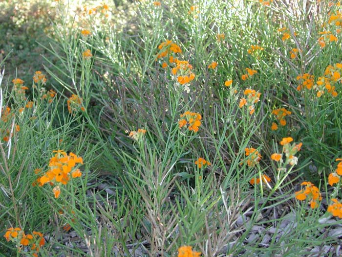 Erysimum hieracilfolium