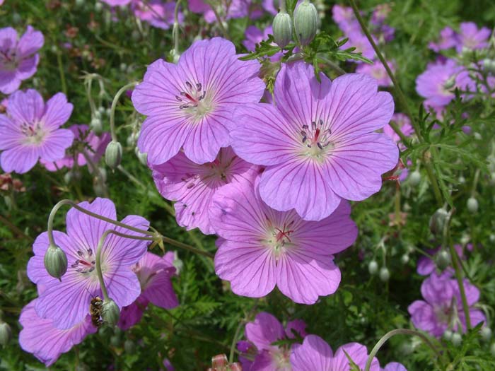 Geranium incanum