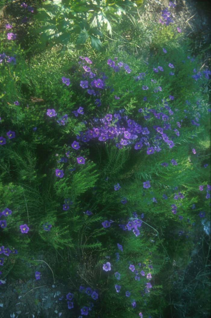 Nierembergia hippomanica  violacea