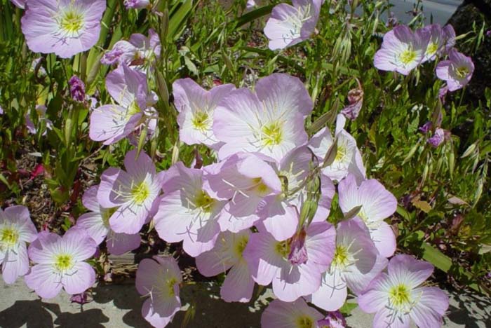 Oenothera berlandieri