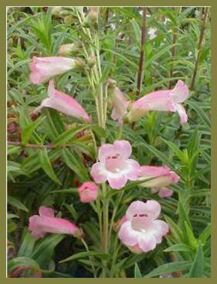 Plant photo of: Penstemon 'Apple Blossom'