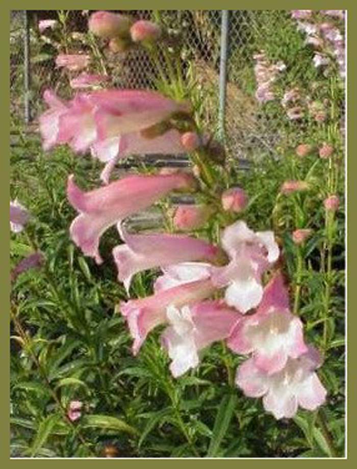 Plant photo of: Penstemon 'Apple Blossom'