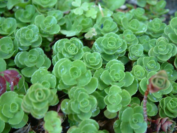 Plant photo of: Sedum spathulifolium