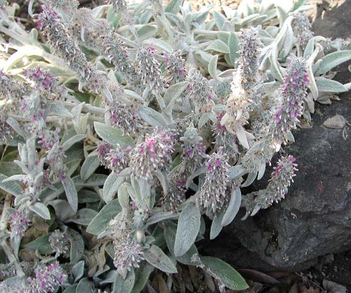 Plant photo of: Stachys byzantina