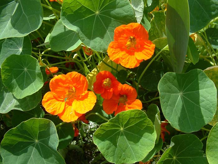 Plant photo of: Tropaeolum majus