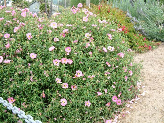 Plant photo of: Cistus purpureus