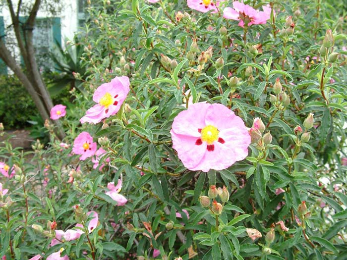 Plant photo of: Cistus purpureus