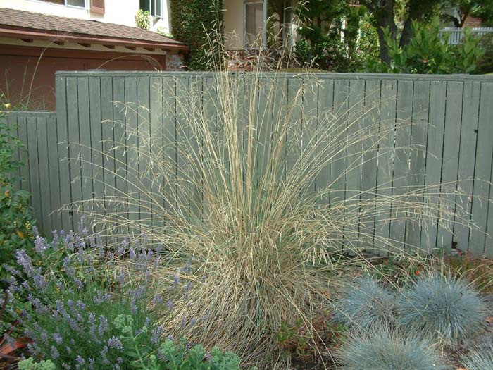 Festuca californica