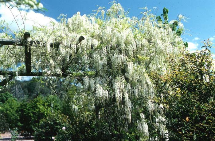 Wisteria chinensis 'Alba'