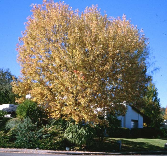 Acer saccharinum