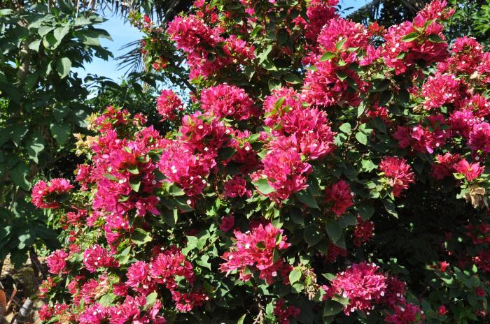 Bougainvillea 'Torch Glow'