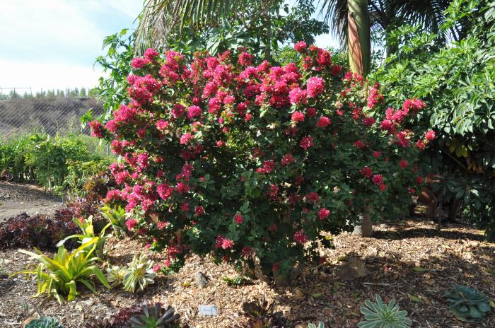 Plant photo of: Bougainvillea 'Torch Glow'