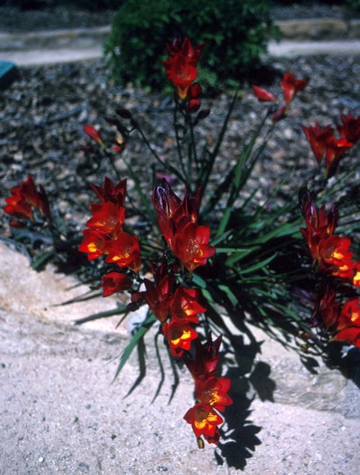 Freesia tecolote hybrids