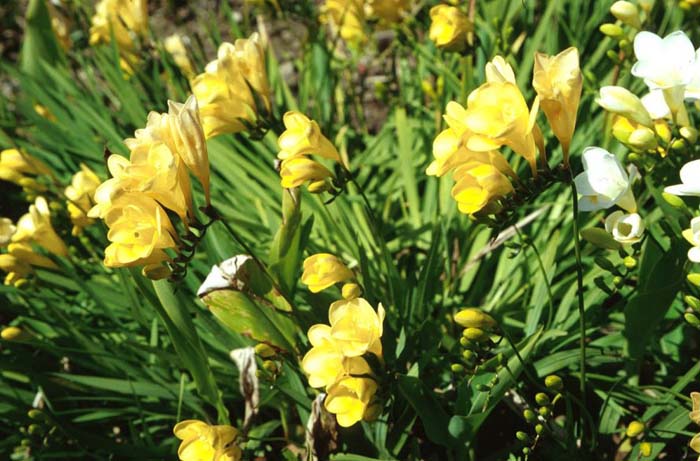 Plant photo of: Freesia tecolote hybrids