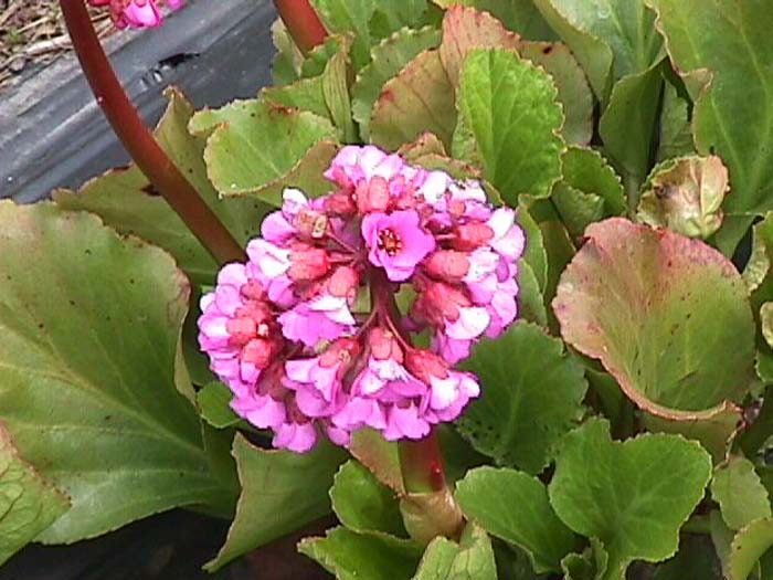 Plant photo of: Bergenia cordifolia