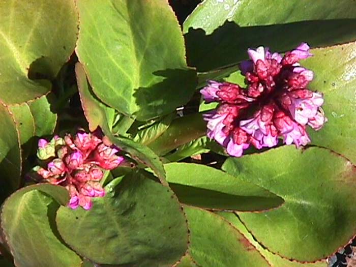 Plant photo of: Bergenia cordifolia