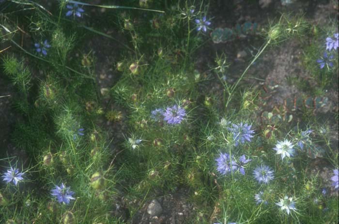 Plant photo of: Nigella damascena