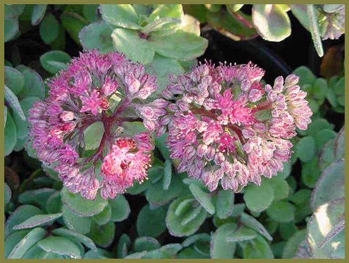 Sedum 'Autumn Joy'