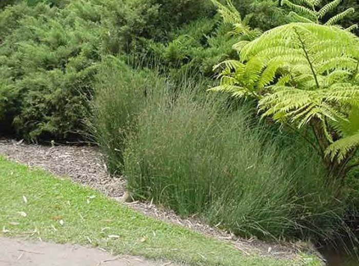 Plant photo of: Juncus patens