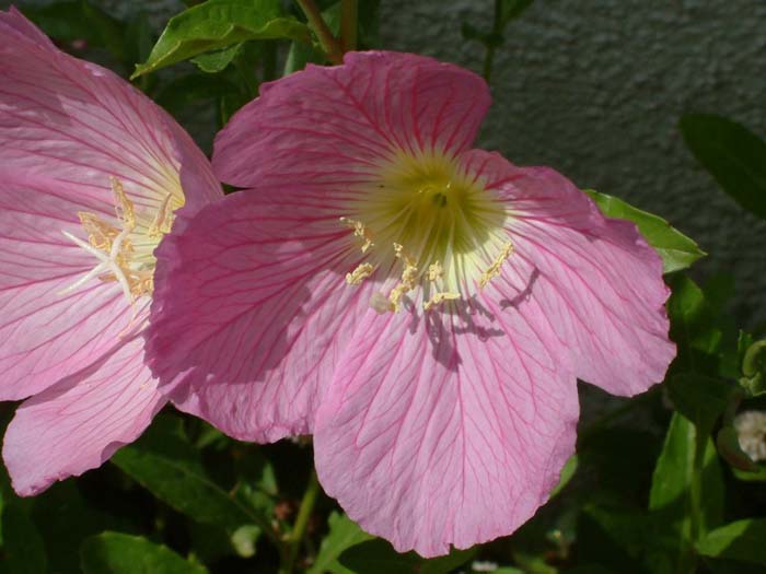 Oenothera berlandieri 'Siskiyou'