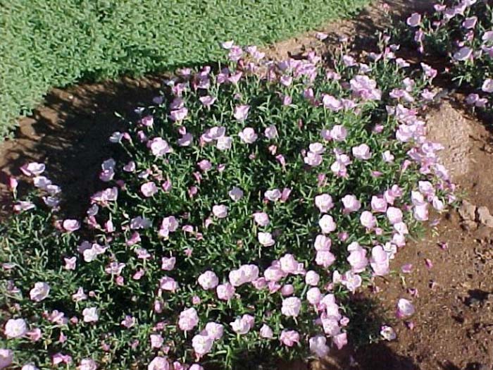 Plant photo of: Oenothera berlandieri 'Siskiyou'